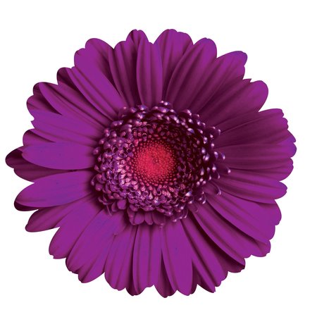 NEXT INNOVATIONS Purple Daisy Wall Art 101410066-PURPLE
